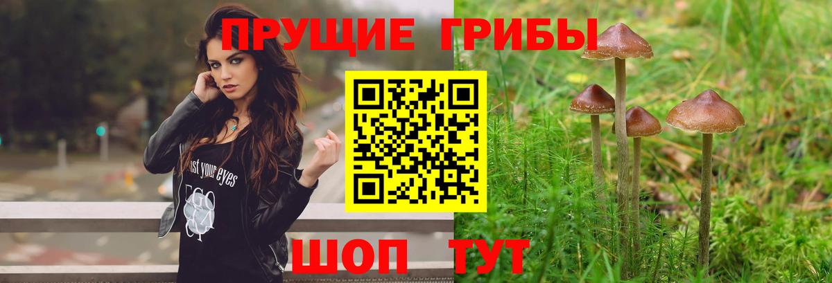 Псилоцибиновые грибы Psilocybine cubensis Десногорск